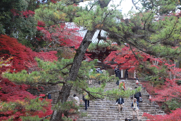 紅葉に囲まれた神護寺「金堂と石段」