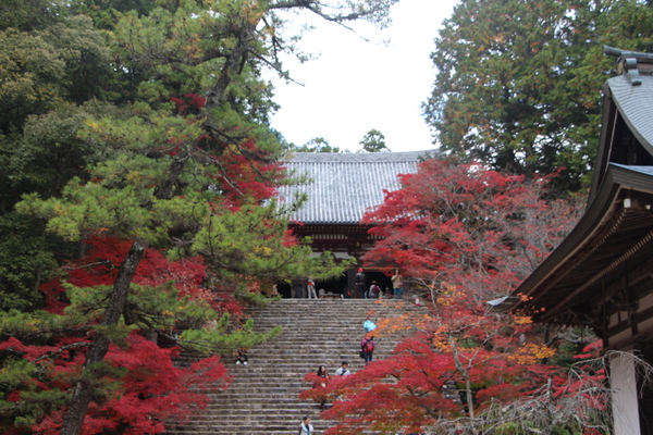 秋の神護寺「五大堂そばから見上げた金堂と石段」