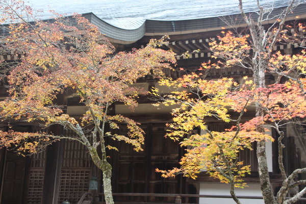 神護寺「毘沙門堂と紅葉」