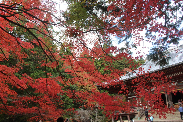 京都・神護寺の「紅葉と金堂」
