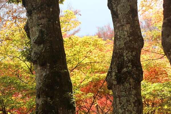 秋の神護寺「森の秋模様」