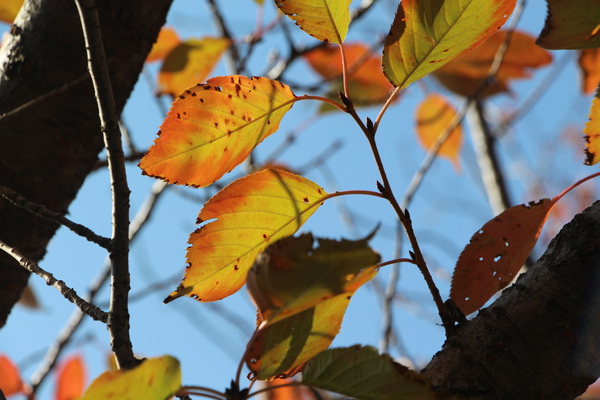 サクラ「一葉」の秋模様