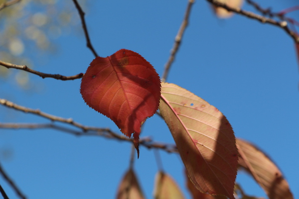 秋の青空と紅葉