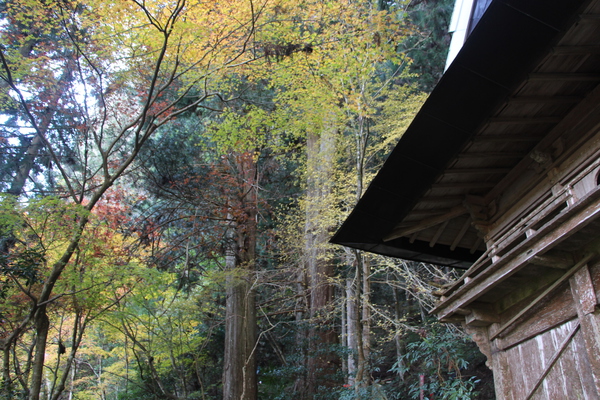 秋模様の森と岩屋寺「仁王門」