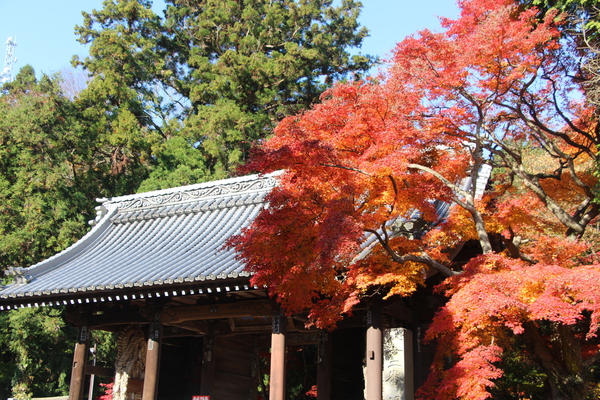 紅葉と根香寺の仁王門/癒し憩い画像データベース