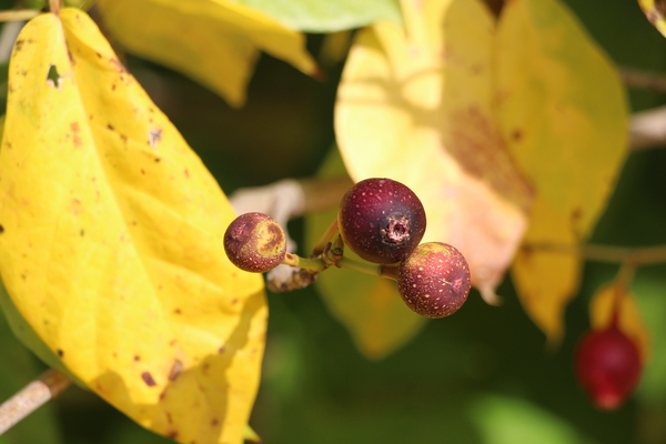 イヌビワの実と黄葉/癒し憩い画像データベース