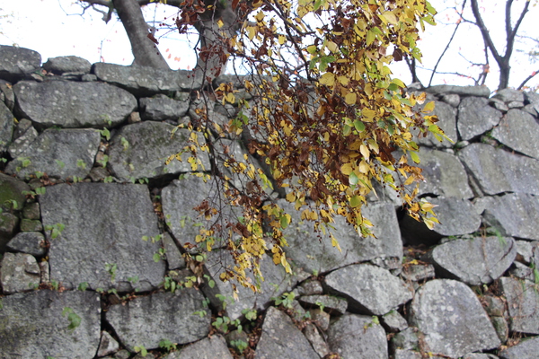 石垣と黄葉したエノキ/癒し憩い画像データベース