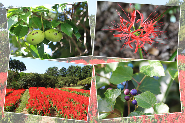 秋の能古島「花と実たち」/癒し憩い画像データベース