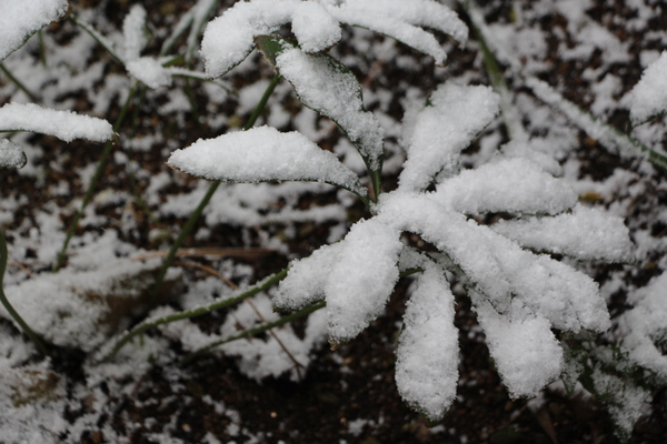 積雪とクリスマスローズの葉