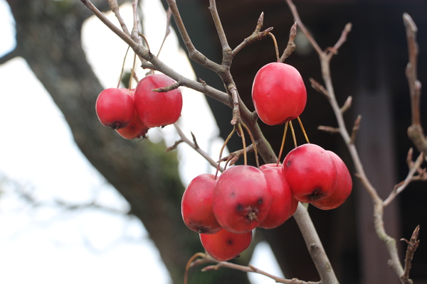 冬の能古島「冬のヒメリンゴ」