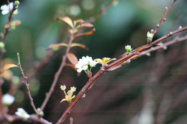 冬の能古島で咲いた木花と蕾