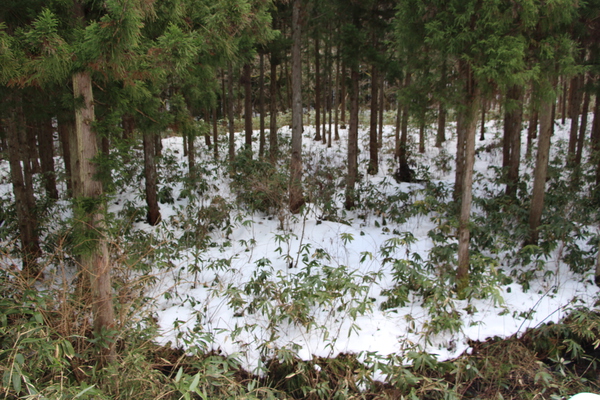 積雪の森