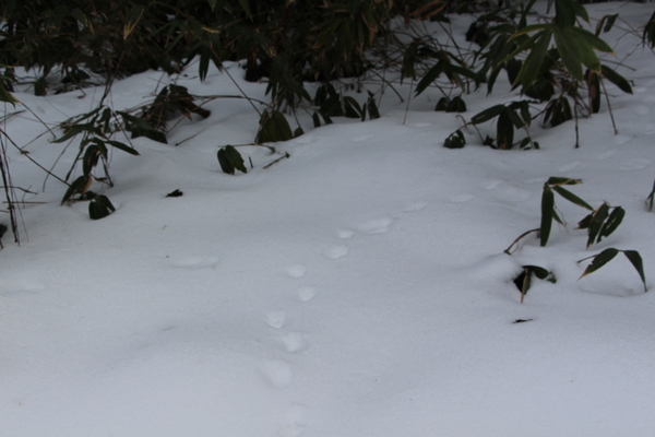積雪の森と動物の足跡