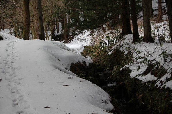積雪期の「森の中の渓流と足跡」
