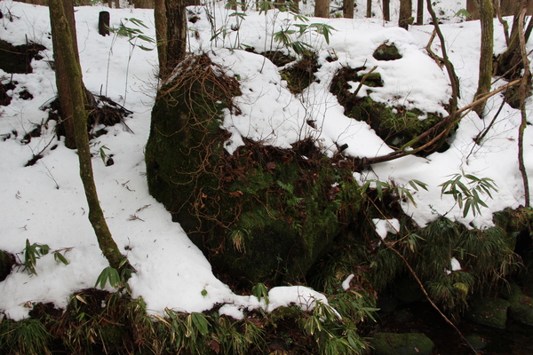 森の巨岩と雪