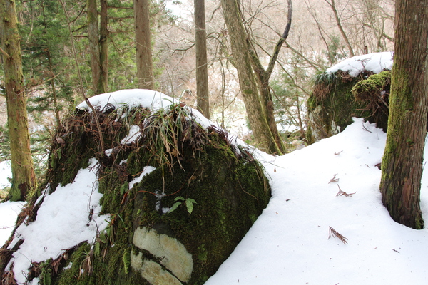 巨石と積雪の森
