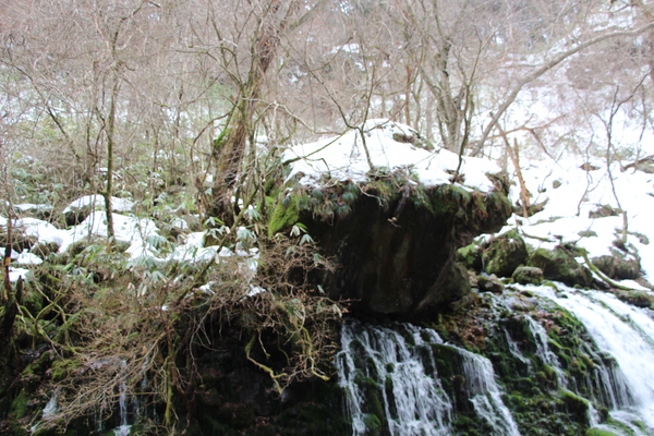 積雪期の「元滝伏流水」と森