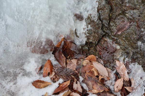 氷雪の岩と枯れ落葉