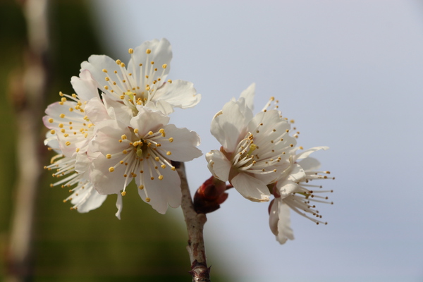 サクラ（西洋実桜）/癒し憩い画像データベース