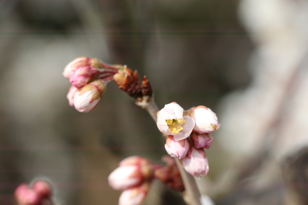 サクランボ（セイヨウミザクラ）の開花