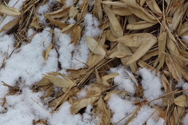 積雪とササの枯葉