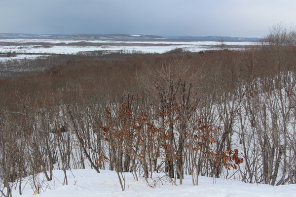 積雪の釧路湿原と冬木立の森林