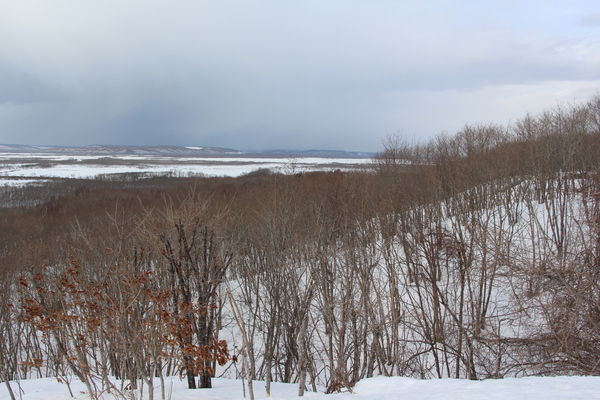 積雪の釧路湿原と冬木立