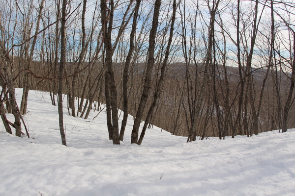 積雪の原生林