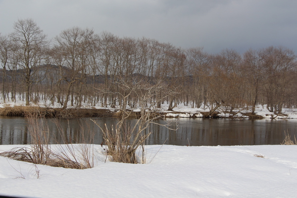 釧路湿原の「冬木立と川岸」