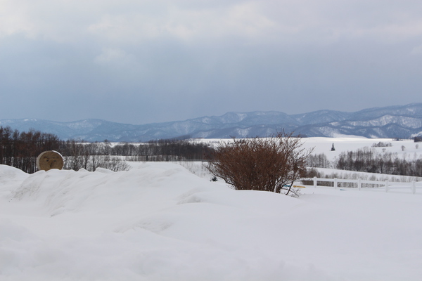 積雪期の美瑛「新栄の丘」