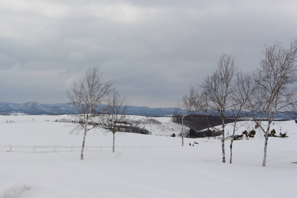 積雪期の美瑛「新栄の丘」と白樺