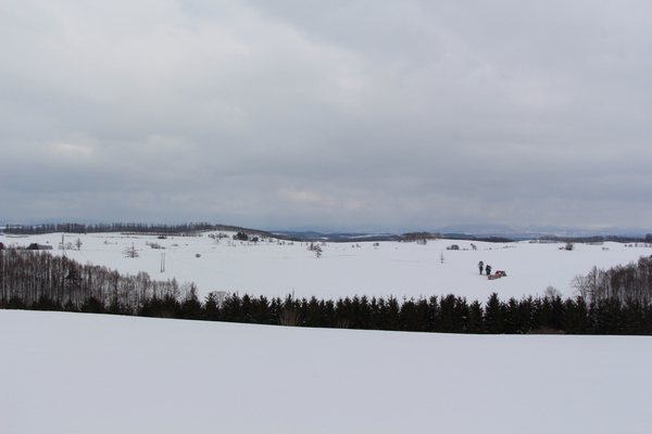 雪原の美瑛の丘