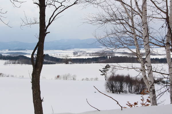積雪期の「三愛の丘」と白樺の木