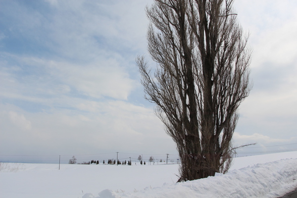 積雪期の美瑛「ケンとメリーの木」