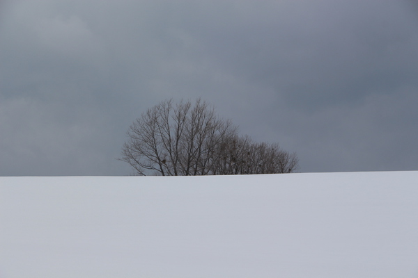 積雪期の「マイルドセブンの丘」とカラマツ