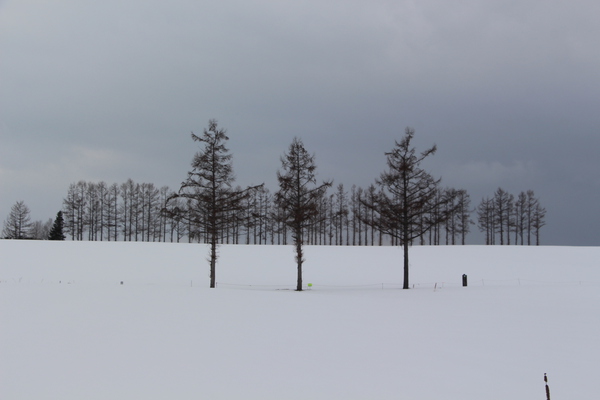 積雪期の「マイルドセブンの丘」とカラマツの並木