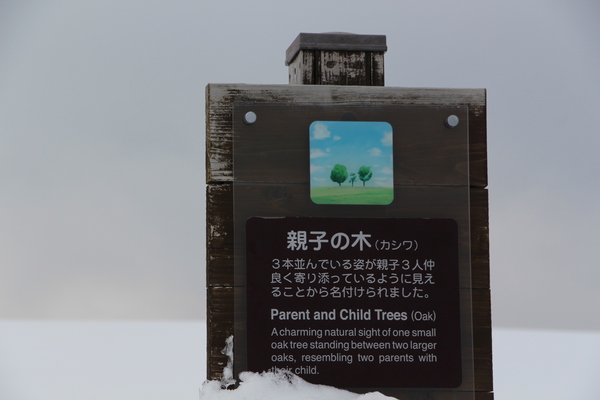積雪期の美瑛「親子の木」説明板
