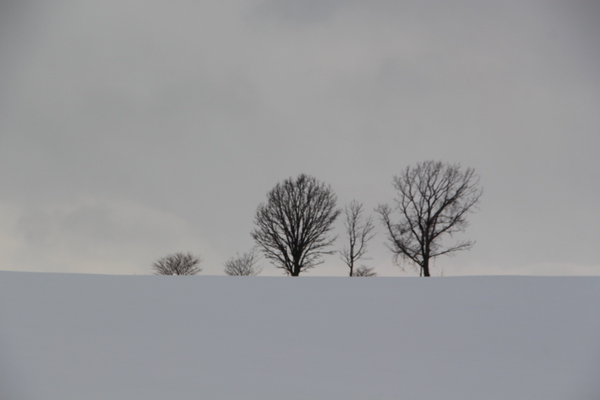 積雪期の美瑛「親子の木」