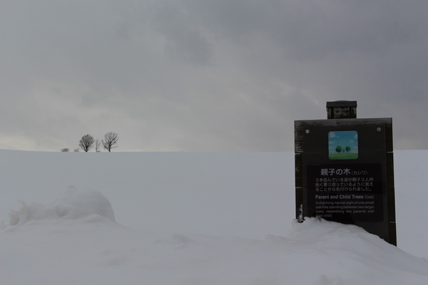 積雪期の美瑛「親子の木」遠望と説明板