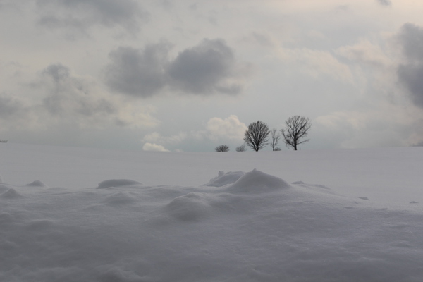 積雪期の美瑛「親子の木」遠望