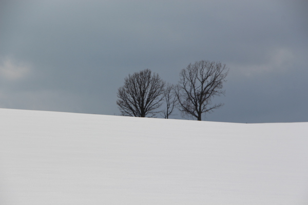 積雪期の美瑛「親子の木」