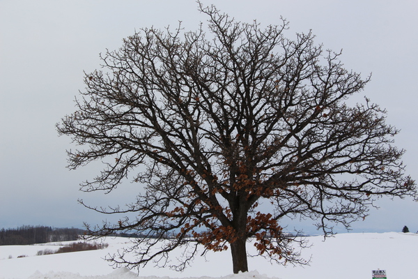 雪空とセブンスターの樹冠
