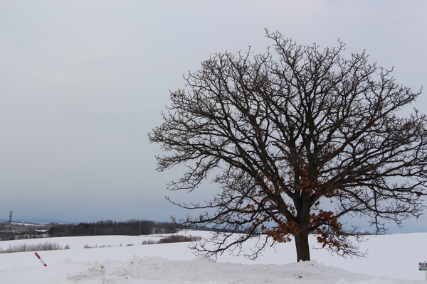 積雪期の美瑛「セブンスターの木」