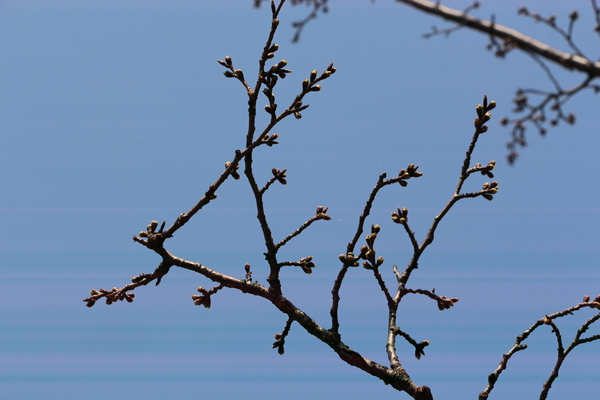 サクランボの枝と芽吹き/癒し憩い画像データベース