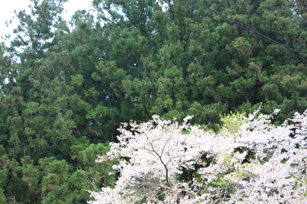 満開の桜と緑葉期の森