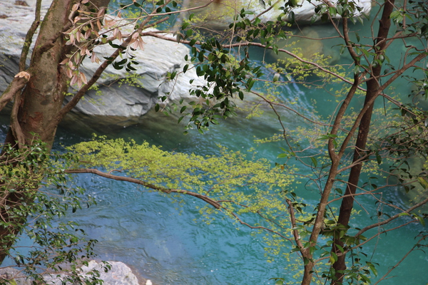 新緑期の「祖谷川渓流」