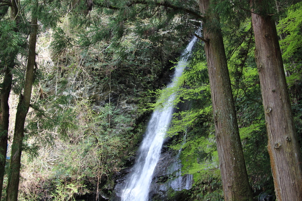 新緑の森と「琵琶の滝」
