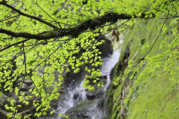 カエデの新緑と琵琶の滝