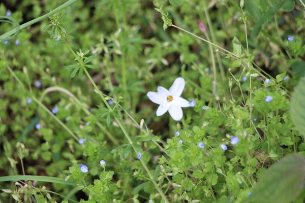 小歩危峡の傍に咲いた野花/癒し憩い画像データベース