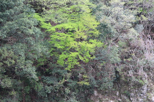 森の新緑/癒し憩い画像データベース